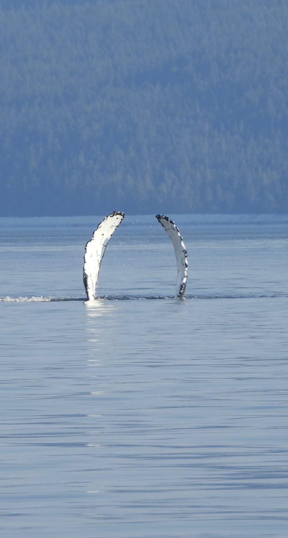 A whale's fins above the surface of calm blue ocean water, taken in Campbell River waters. The fins are dark in color with white undersides.